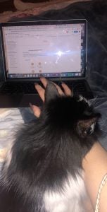 Photo of Brown's cat lying by her laptop. 