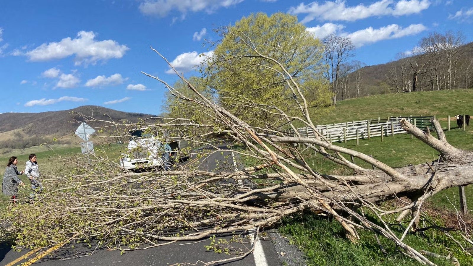 Students standing near downed tree blocking roadway.