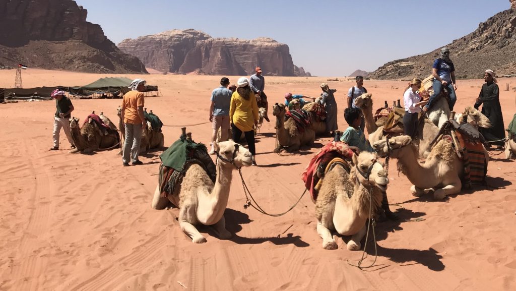 A photo of a group of camels and their riders sitting in the desert in Wadi Rum, Jordan.