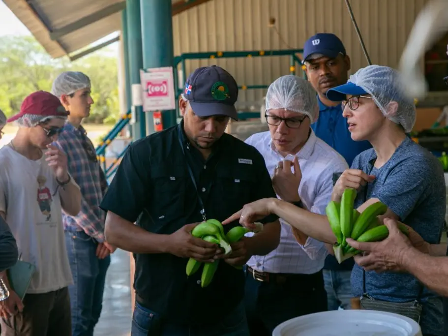 Seven people in ball caps and hair nets examine bunches of green bananas.