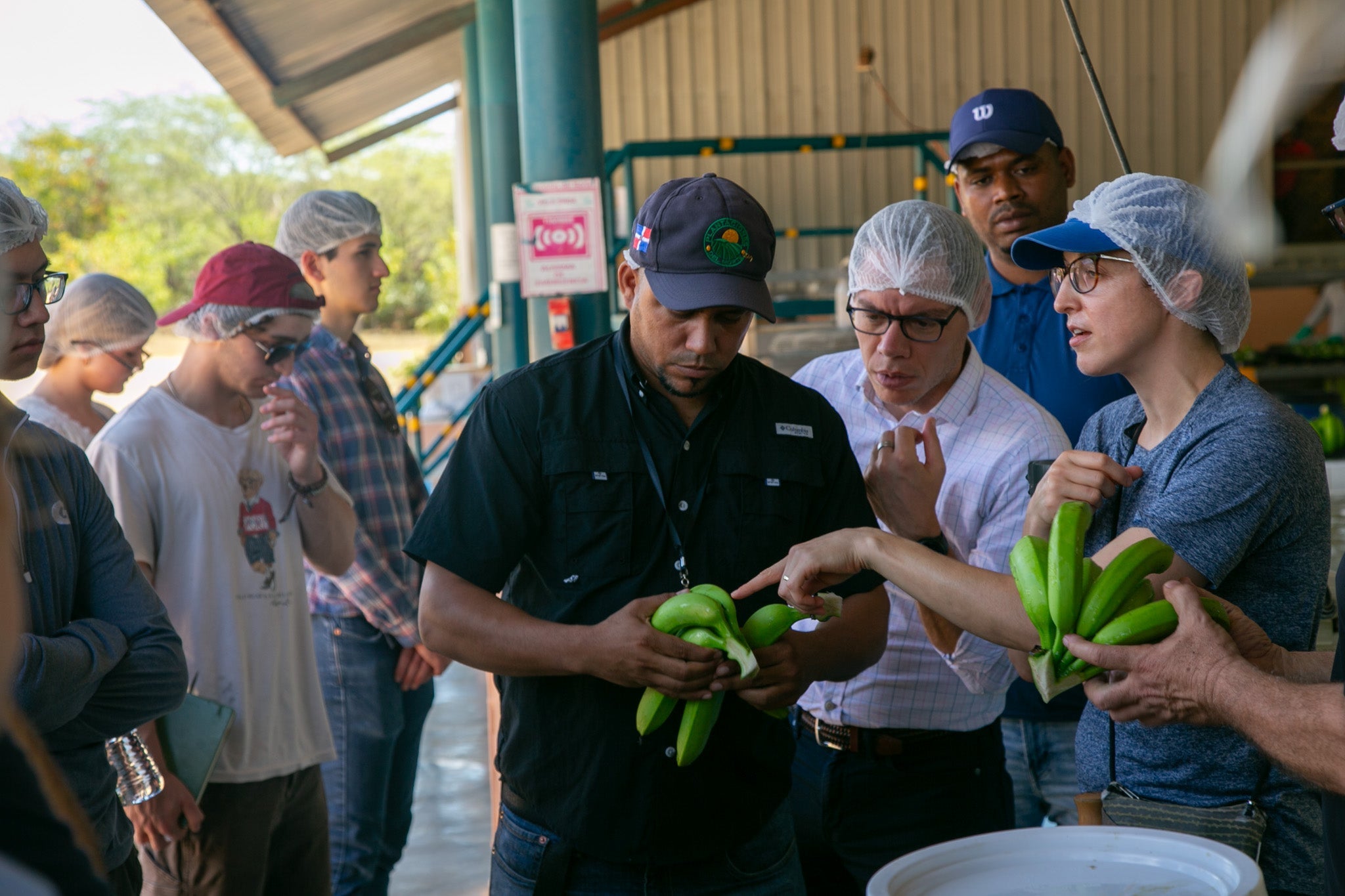 Seven people in ball caps and hair nets examine bunches of green bananas.