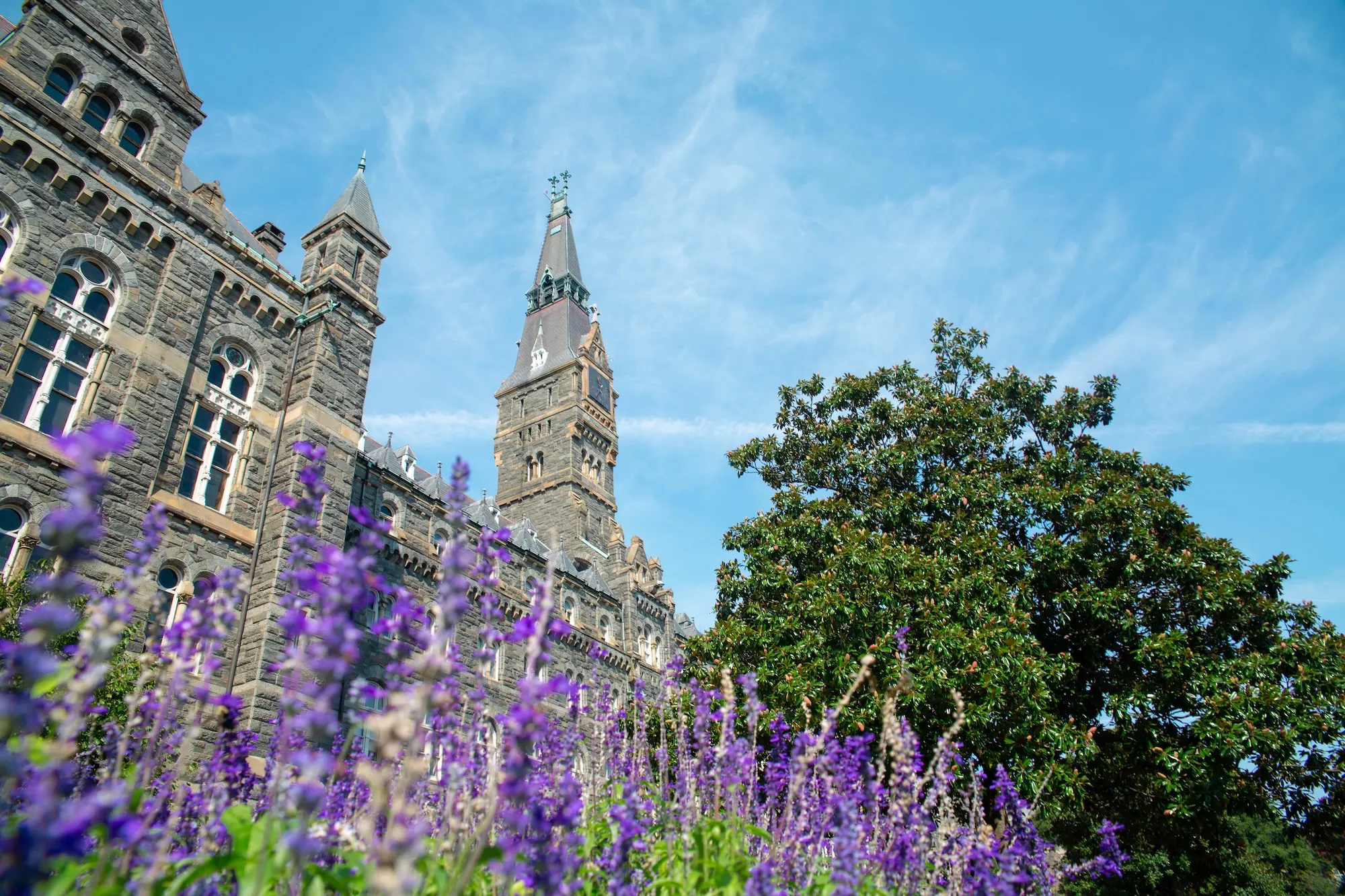 Healy Hall on Georgetown University's campus with purple flowers during a sunny spring day
