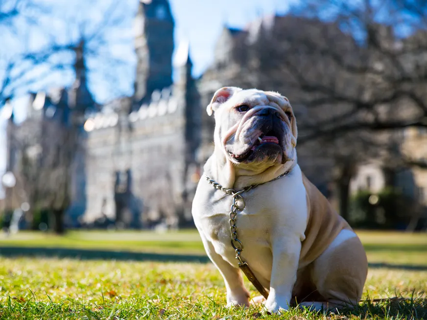 Jack the bulldog sitting on the lawn on a sunny day. Behind him the Georgetown University campus