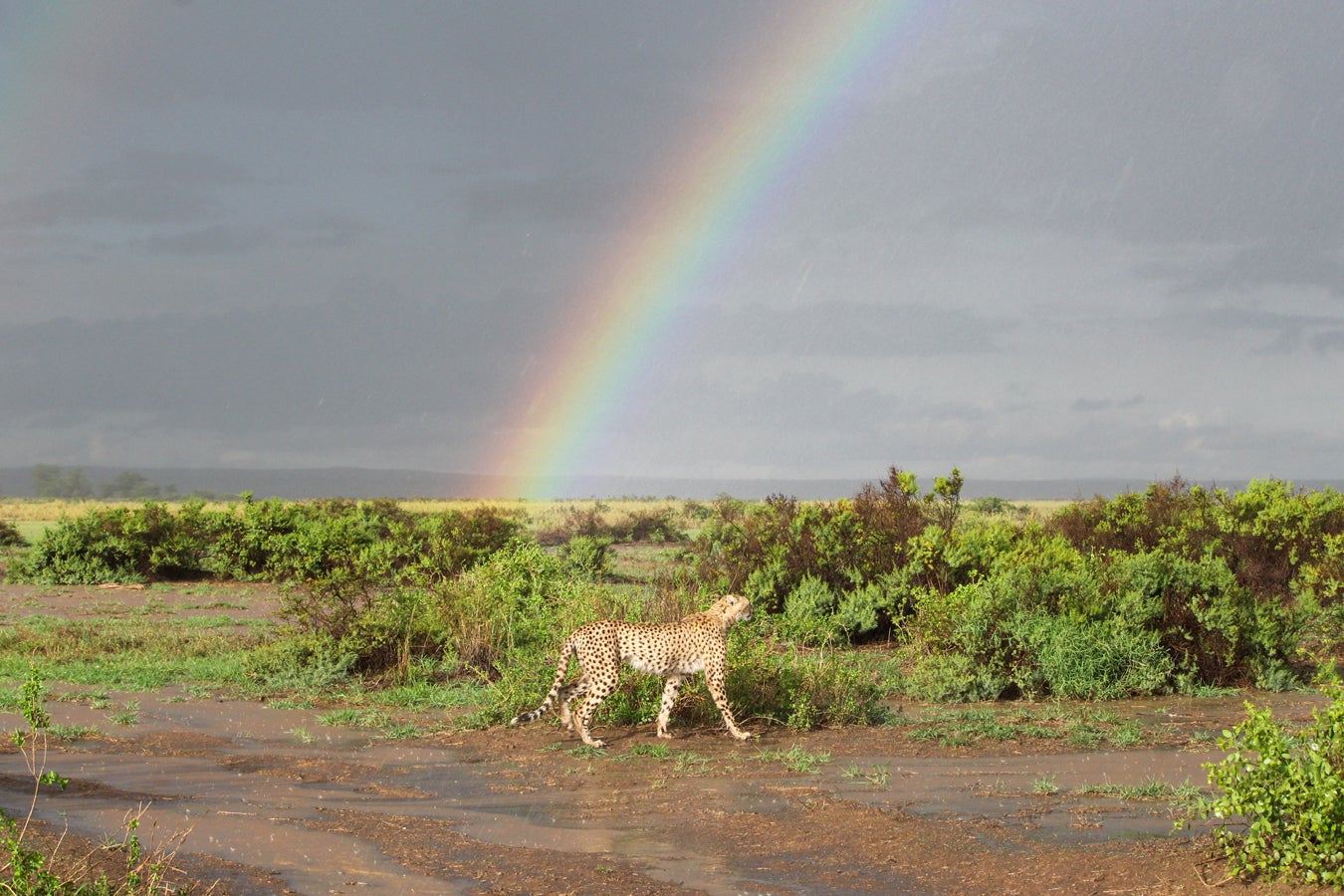 A cheetah walks across a savannah landscape with green shrubs. A vibrant rainbow arcs across the cloudy sky in the background.