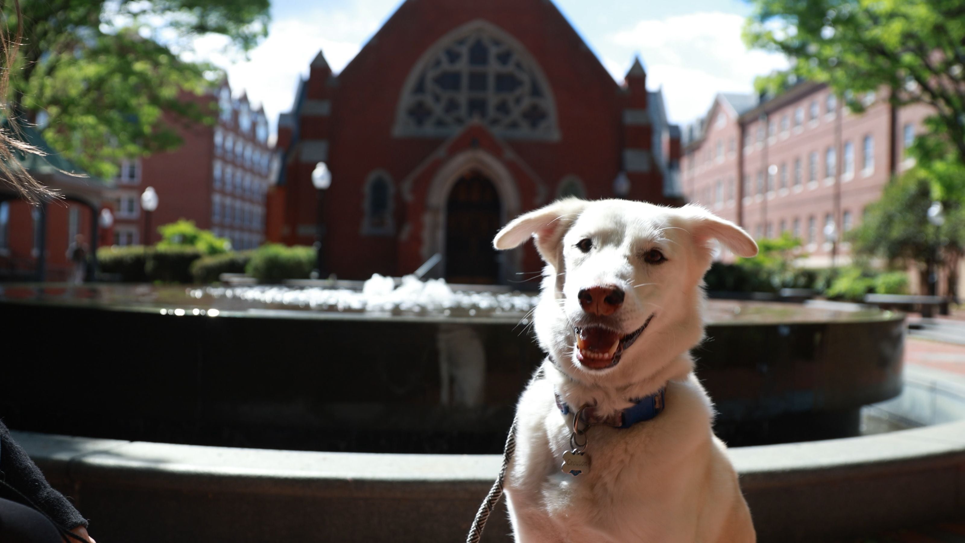 A happy dog sits in front of a large, red-brick building featuring a decorative window and surrounded by lush greenery. A fountain is partially visible behind the dog.