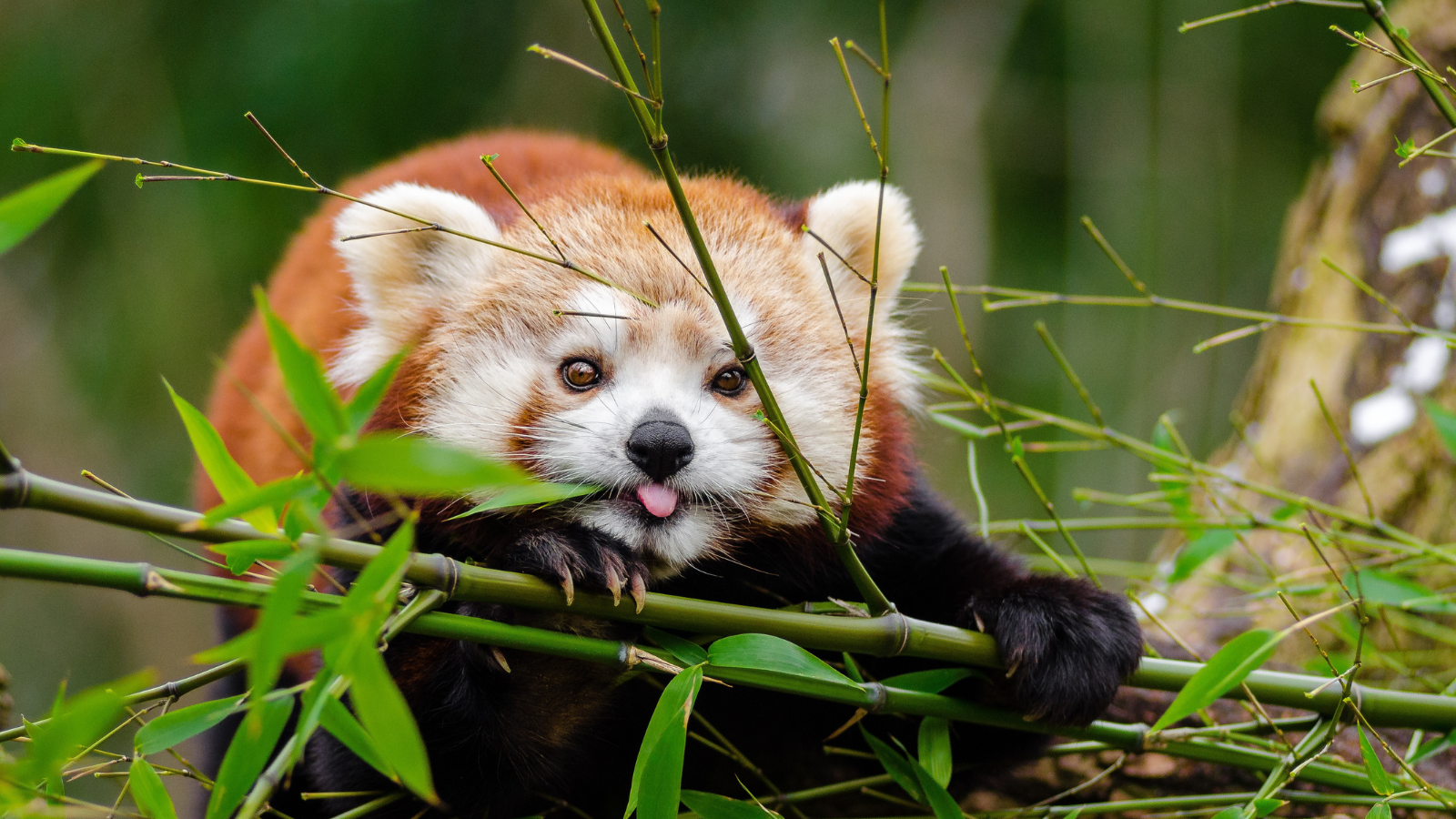 A red panda holding several stalks of bamboo