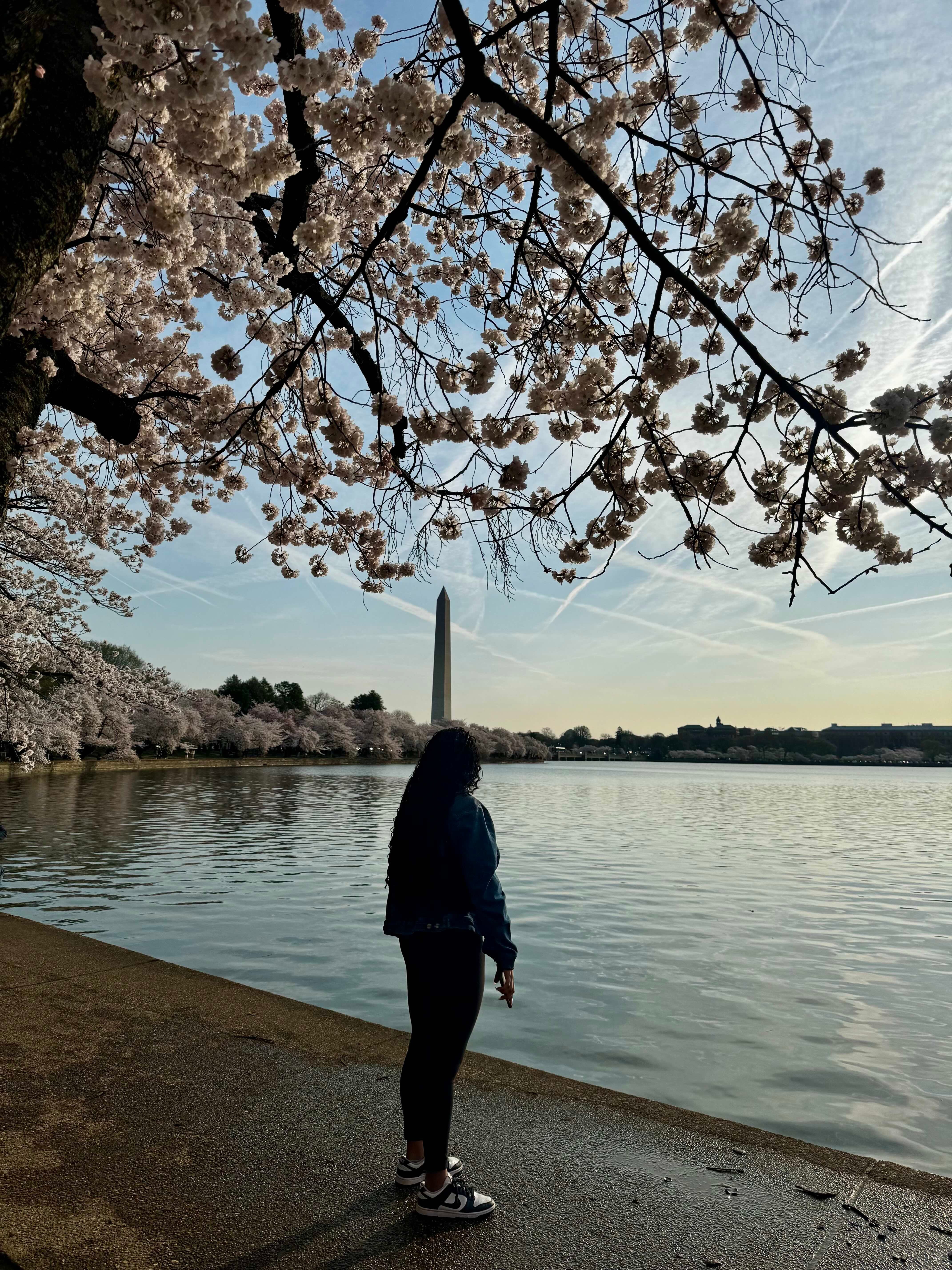 A person stands by the Tidal Basin in Washington, D.C., observing the cherry blossoms. The Washington Monument is visible in the background.