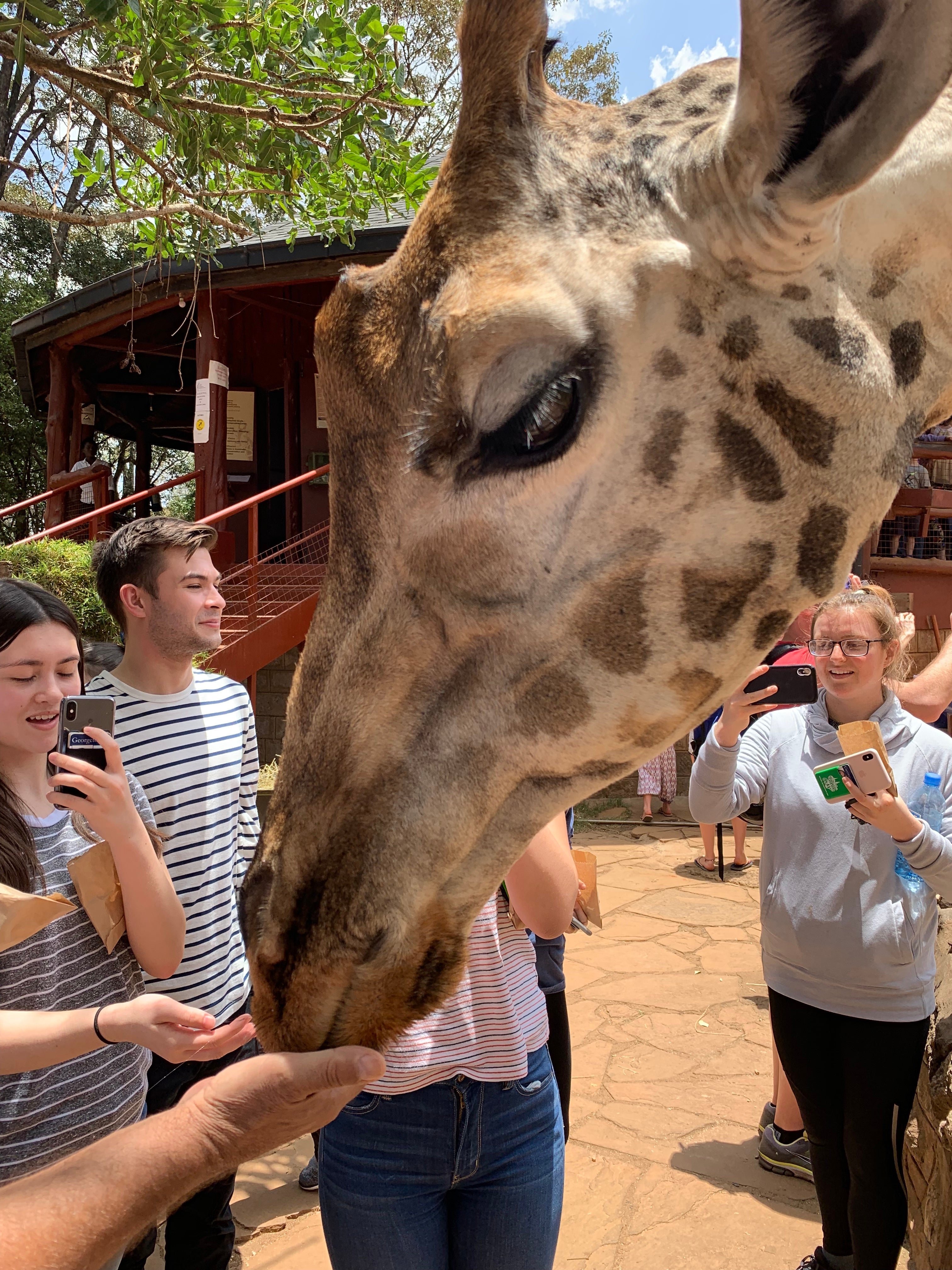 A giraffe eating from a person's hand while others take photos.